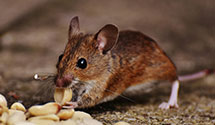 24 Hour & Emergency Exterminators in Red Lake, MN